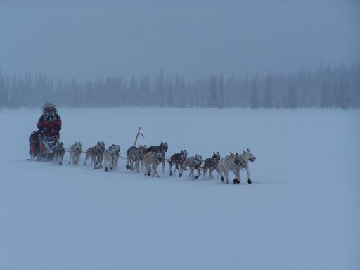 Sled dog team running in snow